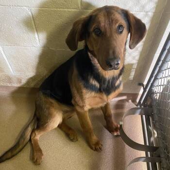 Coonhound Dogs Available for Adoption - Nick | PetCurious
