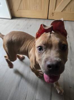 Pit Bull Terrier Dogs Available for Adoption - Little Sunshine | PetCurious