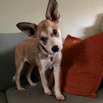 Candyland -  Australian Cattle Dog Blue Heeler Dog for Adoption in Houston, Texas - Candyland | PetCurious
