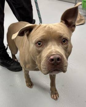 Ic14c -  Pit Bull Terrier Dog Available for Adoption in Lawrenceville, Georgia - Ic14c | PetCurious