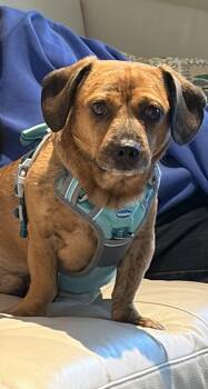 Dachshund and Terrier Dogs Available for Adoption in Elk Grove, California - Simba | PetCurious