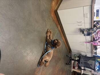 Poodle Dogs Available for Adoption - Merlot  | PetCurious