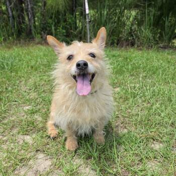 Rosebud -  Wirehaired Terrier Dog for Adoption in Foley, Alabama - Rosebud | PetCurious