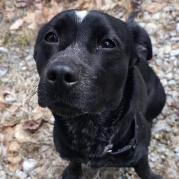 Mixed Breed Dogs Available for Adoption in Conway, New Hampshire - Pixie | PetCurious