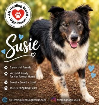 Susie -  Border Collie Dog for Adoption in Joliet, Illinois - Susie | PetCurious