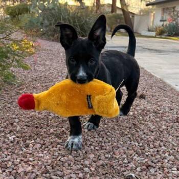 Australian Cattle Dog Blue Heeler and Dachshund Dogs Available for Adoption in Henderson, Nevada - Rio | PetCurious