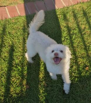 Otis -  Miniature Poodle and Chinese Crested Dog Dog for Adoption in Hawthorne, California - Otis | PetCurious