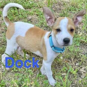 Dock -  Jack Russell Terrier Dog for Adoption in Austin, Texas - Dock | PetCurious