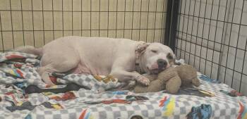 Target -  American Bulldog Dog for Adoption in Lakeland, Florida - Target | PetCurious
