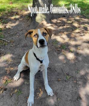 Rescue Boxer Dogs for Adoption in Jay, New York - Spot | PetCurious