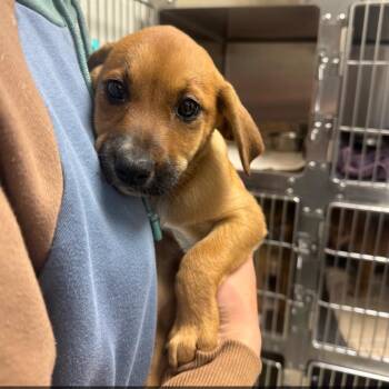 Labrador Retriever Dogs Available for Adoption in Mineral Point, Wisconsin - Daffodil | PetCurious