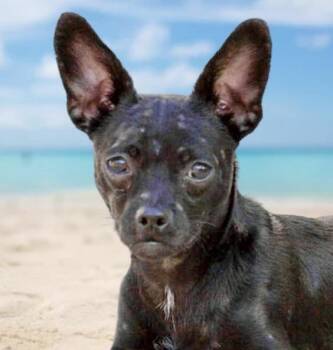 Ace -  Chihuahua Dog for Adoption in Westfield, New York - Ace | PetCurious