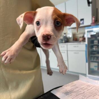 Doblette -  Mixed Breed Dog for Adoption in Huntington, West Virginia - Doblette | PetCurious