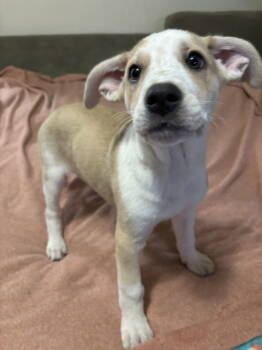 Rescue Labrador Retriever and German Shepherd Dog Dogs for Adoption in Mckinney, Texas - Pink | PetCurious