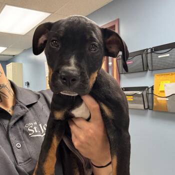 Lennox -  Pit Bull Terrier and Mixed Breed Dog for Adoption in Saint Joseph, Missouri - Lennox | PetCurious