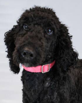 Trina -  Standard Poodle Dog for Adoption in Kennesaw, Georgia - Trina | PetCurious