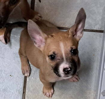 Rescue Shepherd Dogs for Adoption in Mentone, California - Muffin | PetCurious