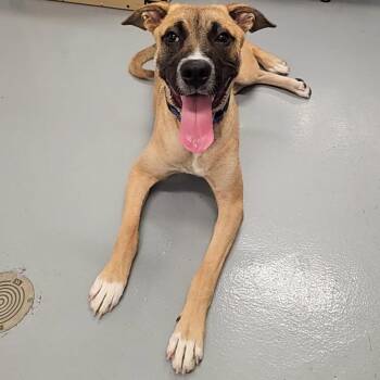 Mixed Breed Dogs Available for Adoption in Allentown, Pennsylvania - Scout | PetCurious