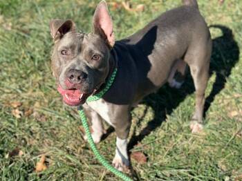 ABBY -  Pit Bull Terrier Dog for Adoption in Brentwood, Missouri - ABBY | PetCurious