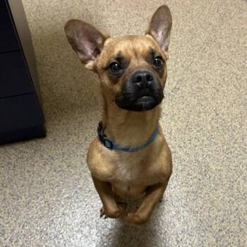 Spike -  French Bulldog and Mixed Breed Dog for Adoption in Merriam, Kansas - Spike | PetCurious