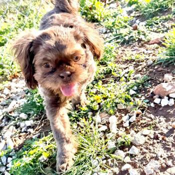 Shih Tzu Dogs Available for Adoption in Peyton, Colorado - Ringo - Missouri AP26-37 | PetCurious