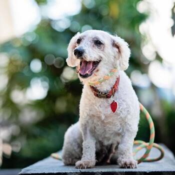 Maltese Dogs Available for Adoption - Judith | PetCurious