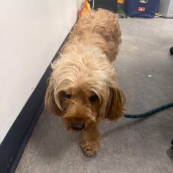 Leslie -  Miniature Poodle Dog for Adoption in Philadelphia, Pennsylvania - Leslie | PetCurious