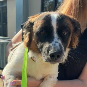 Frankenweenie -  Mixed Breed Dog for Adoption in Gadsden, Alabama - Frankenweenie | PetCurious