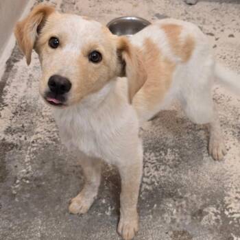 Australian Cattle Dog Blue Heeler and Beagle Dogs Available for Adoption in Columbia, Missouri - Jeff | PetCurious