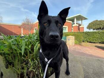 German Shepherd Dog Dogs Available for Adoption - POCKY | PetCurious