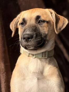 German Shepherd Dog and Labrador Retriever Dogs Available for Adoption in Pleasant Hill, California - Candy | PetCurious