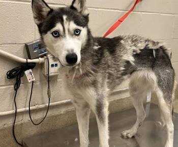 Rescue Siberian Husky and Mixed Breed Dogs for Adoption in Grand Prairie, Texas - SHEILA | PetCurious
