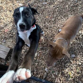 Ghoulie -  Pit Bull Terrier Dog for Adoption in Greensboro, North Carolina - Ghoulie | PetCurious
