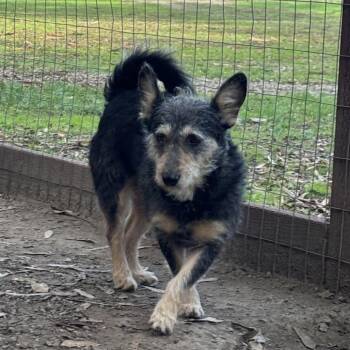 Rescue Cairn Terrier and Schnauzer Dogs for Adoption in Sonoma, California - Gondo | PetCurious