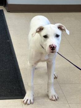 MOJO -  Pit Bull Terrier and Labrador Retriever Dog for Adoption in Killeen, Texas - MOJO | PetCurious