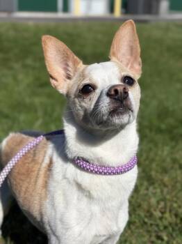 Chichi -  Chihuahua Dog for Adoption in Lancaster, Ohio - Chichi | PetCurious