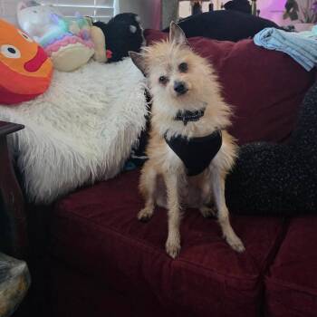 Wirehaired Terrier Dogs Available for Adoption - Weeman *Deaf* | PetCurious