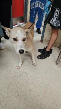 Mason -  Carolina Dog and Siberian Husky Dog for Adoption in Albany, Georgia - Mason | PetCurious