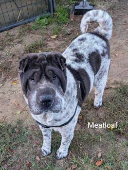 MEATLOAF - Bio coming soon -  Shar Pei Dog for Adoption in Cameron, North Carolina - MEATLOAF - Bio Coming Soon | PetCurious