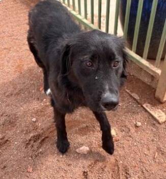 Yuma -  Mixed Breed Dog for Adoption in West Chester, Pennsylvania - Yuma | PetCurious