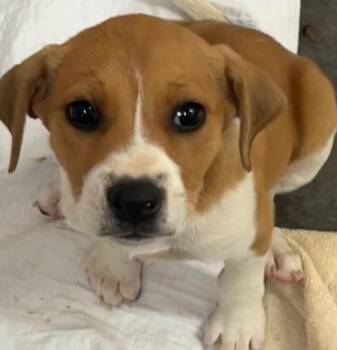 Beagle Dogs Available for Adoption in Elizabethton, Tennessee - Journey | PetCurious