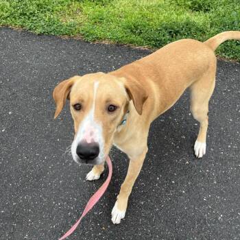 Retriever Dogs Available for Adoption in Wilmington, Delaware - Turtle | PetCurious
