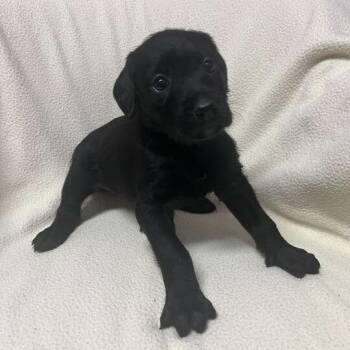 Paradox -  Standard Poodle and Black Labrador Retriever Dog for Adoption in Carencro, Louisiana - Paradox | PetCurious