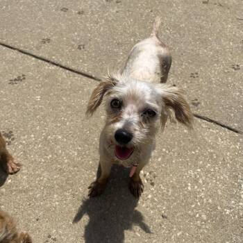 Deja -  Yorkshire Terrier Dog for Adoption in Lenexa, Kansas - Deja | PetCurious