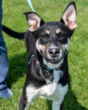 Orange -  German Shepherd Dog and Mixed Breed Dog for Adoption in Pequot Lakes, Minnesota - Orange | PetCurious