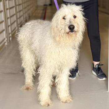 Poodle Dogs Available for Adoption - Wendy | PetCurious