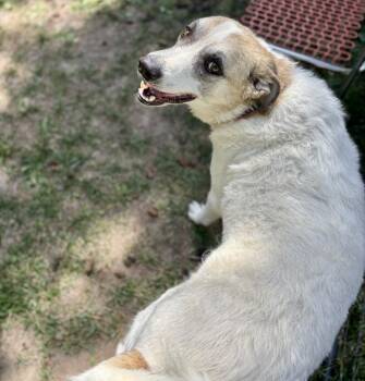 Lady -  Anatolian Shepherd and Irish Wolfhound Dog for Adoption in Thompson Falls, Montana - Lady | PetCurious