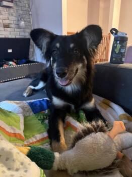 Sheltie Squad : Elizabeth -  Shetland Sheepdog Sheltie Dog for Adoption in Aurora, Indiana - Sheltie Squad : Elizabeth | PetCurious