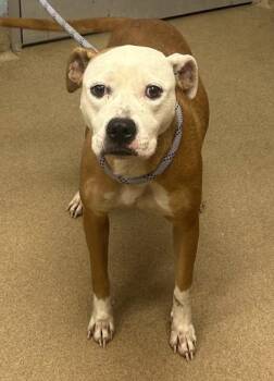 Cashew -  Mixed Breed Dog for Adoption in Chamblee, Georgia - Cashew | PetCurious