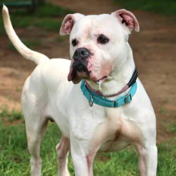 Chico -  Mixed Breed Dog for Adoption in Allentown, Pennsylvania - Chico | PetCurious